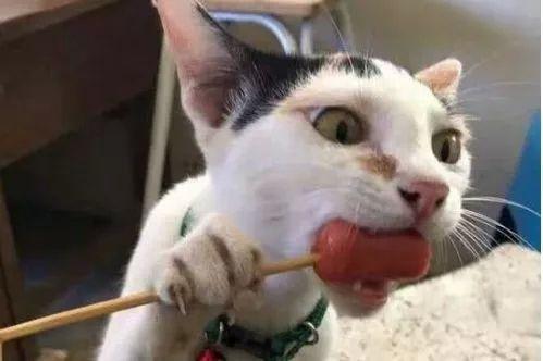 娱乐圈吃瓜猫是谁啊图片